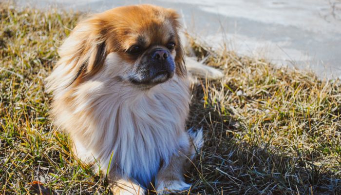 京巴犬适合取什么名字 给京巴犬取个幸运的名字