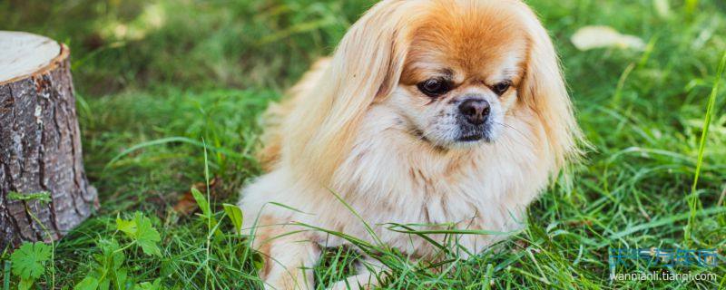 京巴犬适合起什么名字 京巴狗狗名字推荐