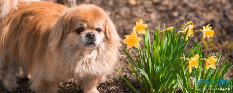 京巴犬适合取什么名字 给京巴犬取个幸运的名字