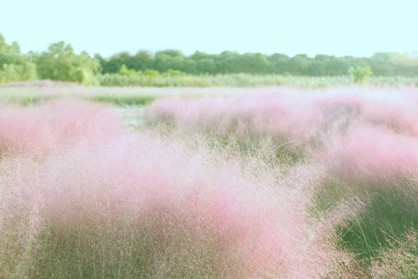 少女心爆棚的网名 好听少女心甜美的昵称