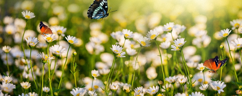 梦到蝴蝶预兆着什么 梦到蝴蝶在花丛中飞到底好不好