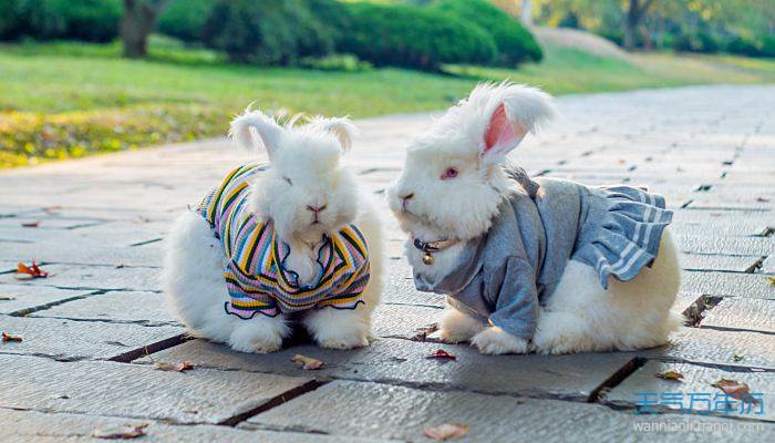 2022兔子名字可爱洋气 可爱好听的兔子名字分享