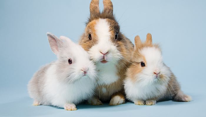 2022兔子名字可爱洋气  可爱好听的兔子名字分享