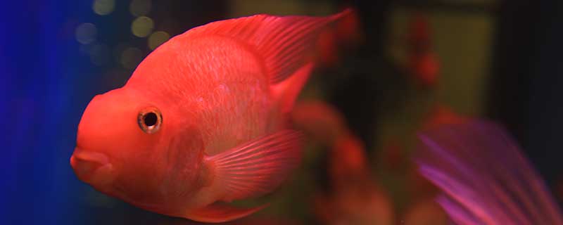 梦见红色的鱼在水里游什么意思 梦见红色的鱼在水里游预示什么