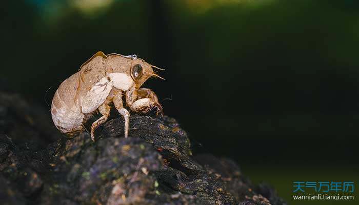 周公解梦，梦到白色虫子的深层寓意与心理解析