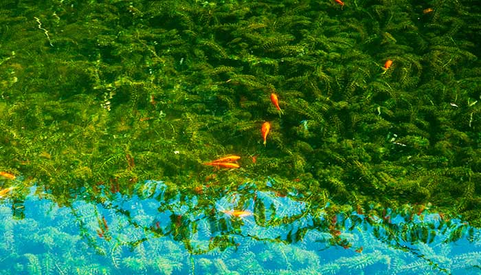 梦见水池里有好多鱼什么意思 梦见水池里有好多鱼预示什么
