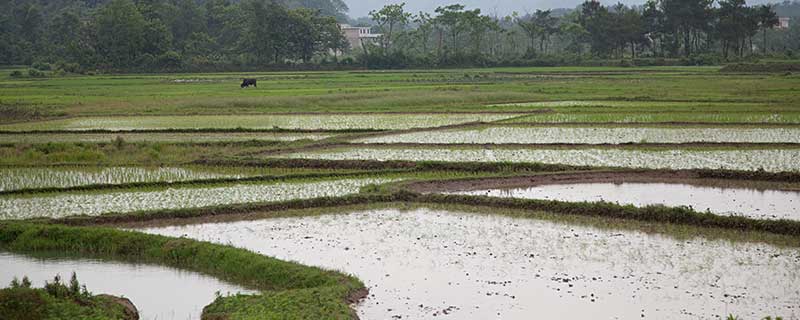 梦见水田什么意思 梦见水田预示什么