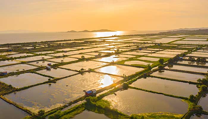 梦见水田什么意思 梦见水田预示什么