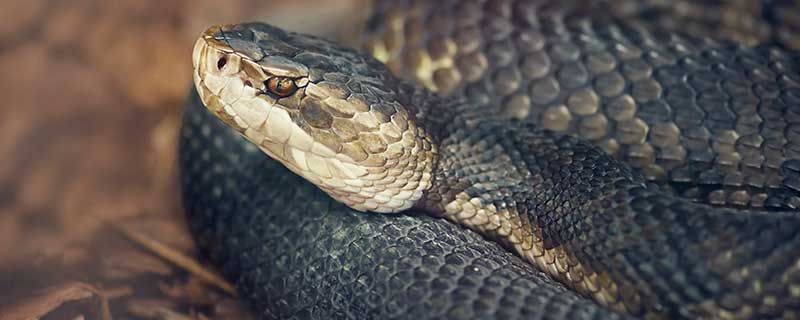 梦见一条特别粗的黑蛇有什么征兆 梦见一条特别粗的黑蛇好不好