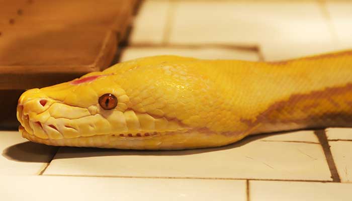 梦见一条黄色大蟒蛇有什么预兆 梦见一条黄色大蟒蛇预示什么