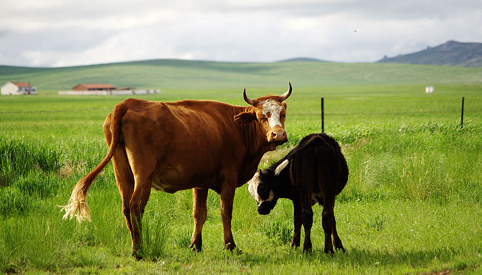 属牛的上等婚配 属牛的最佳婚配有哪些