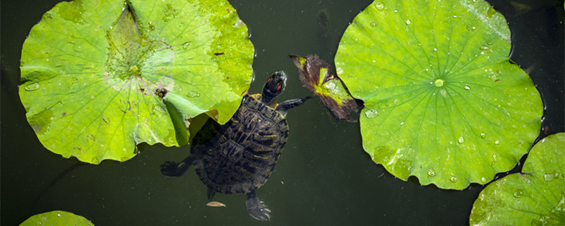 巴西龟区分公母 巴西龟如何区分公母