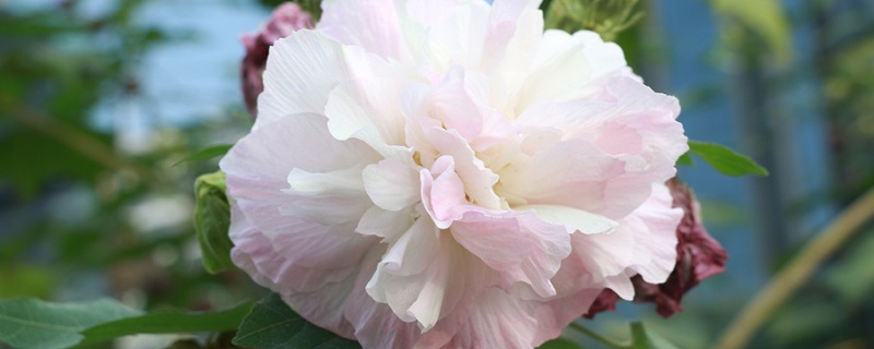 应是绿肥红瘦的绿肥红瘦是什么意思 应是绿肥红瘦出自哪首词