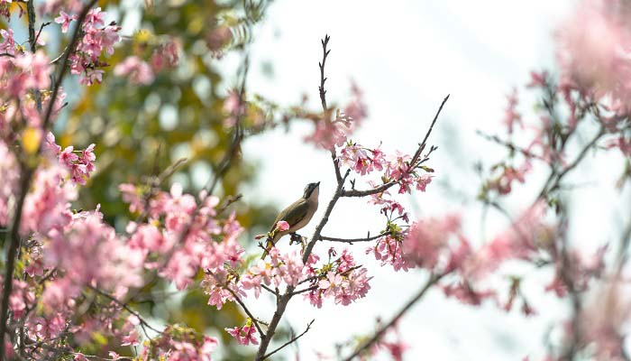 应是绿肥红瘦的绿肥红瘦是什么意思 应是绿肥红瘦出自哪首词