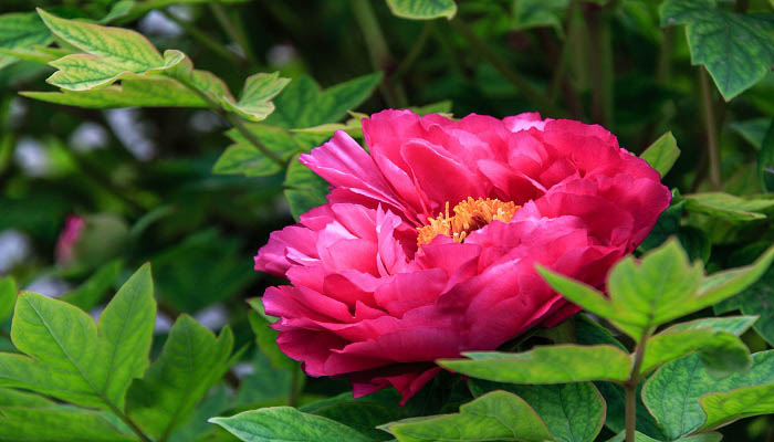 应是绿肥红瘦的绿肥红瘦是什么意思 应是绿肥红瘦出自哪首词