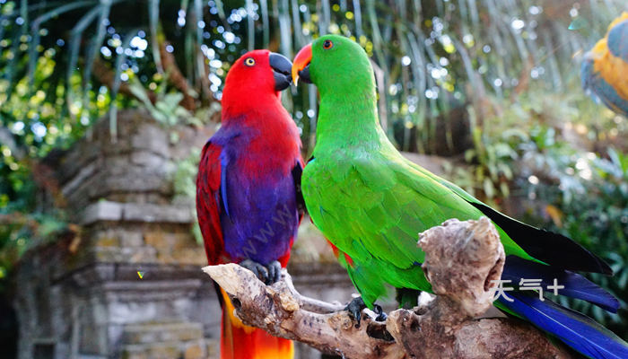 虎皮鹦鹉会不会怕冷 虎皮鹦鹉冬季怎么养