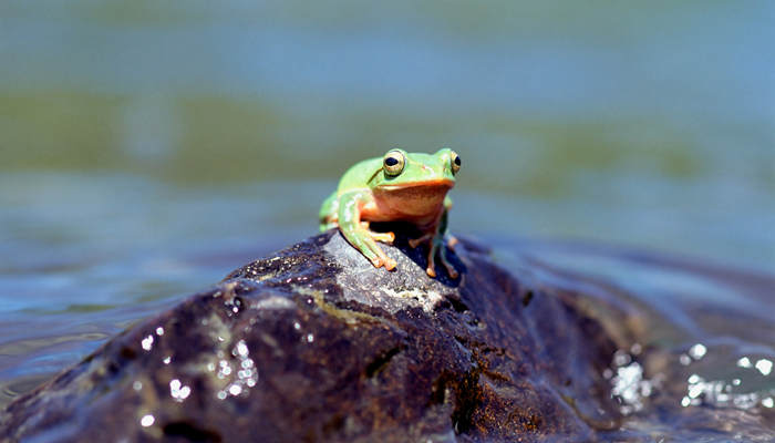 青蛙冬眠吗 青蛙为什么会冬眠