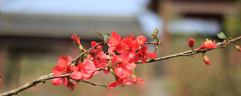 腊梅花有什么品质 腊梅具有什么样的品质