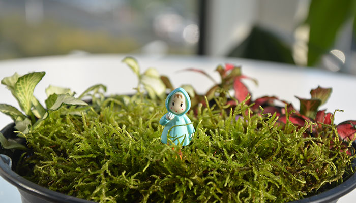 网纹草的养殖方法和注意事项 网纹草的养殖方法