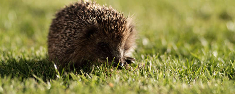 刺猬是卵生还是胎生 刺猬是卵生还是胎生动物