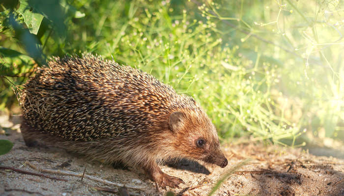 刺猬是卵生还是胎生 刺猬是卵生还是胎生动物