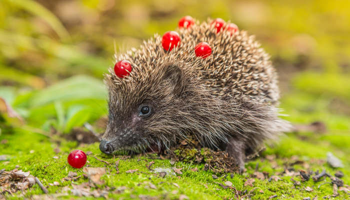 刺猬是卵生还是胎生 刺猬是卵生还是胎生动物