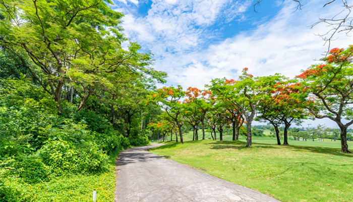 侧柏叶是哪种树的叶子 侧柏叶是什么树的叶子