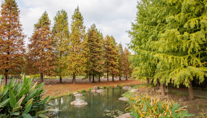 侧柏叶是哪种树的叶子 侧柏叶是什么树的叶子
