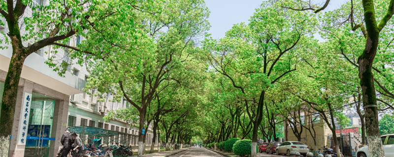 侧柏叶是哪种树的叶子 侧柏叶是什么树的叶子