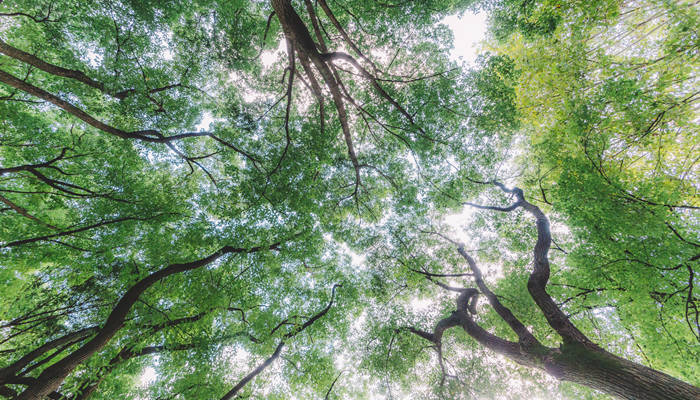 红豆沙树结果实能不能吃