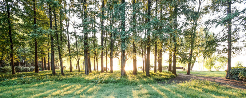 红豆沙树结果实能不能吃