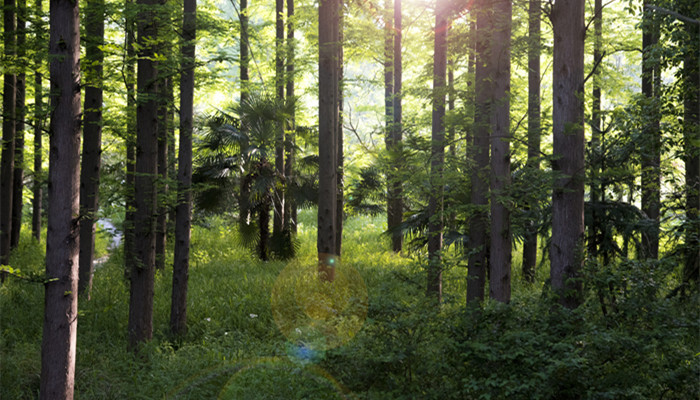 红豆沙树结果实能不能吃