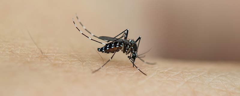 蚊子的寿命有多长 蚊子的寿命一般有多长