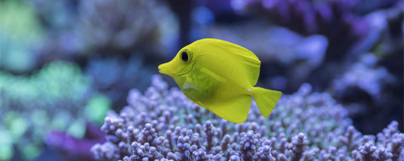 月光鱼习性 月光鱼种类