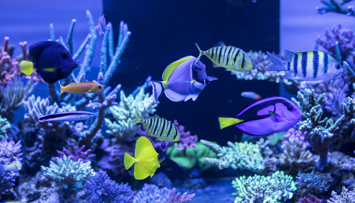 月光鱼习性 月光鱼种类