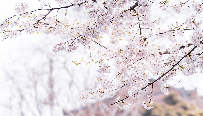 梨花象征着什么 梨花是象征着什么呢