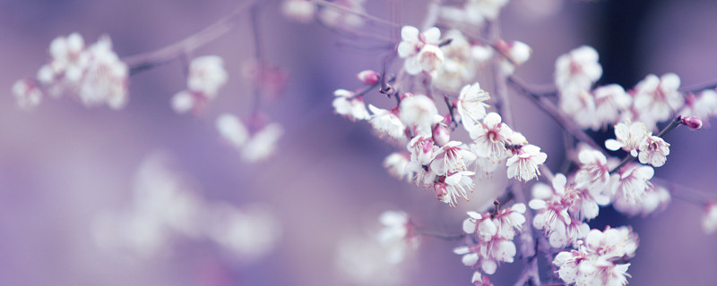 梨花象征着什么 梨花是象征着什么呢