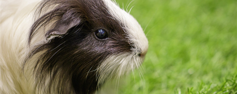 仓鼠和老鼠有什么区别