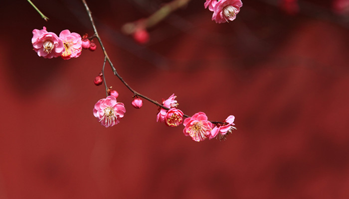 中国十大赏梅胜地 哪里的梅花最好看