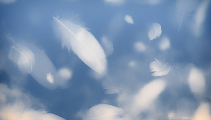 羽丝绒和羽绒有什么区别