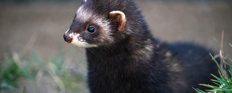 雪貂的特点 雪貂长什么样子