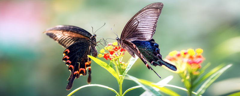 蝴蝶属于益虫还是害虫 蝴蝶是益虫还是害虫