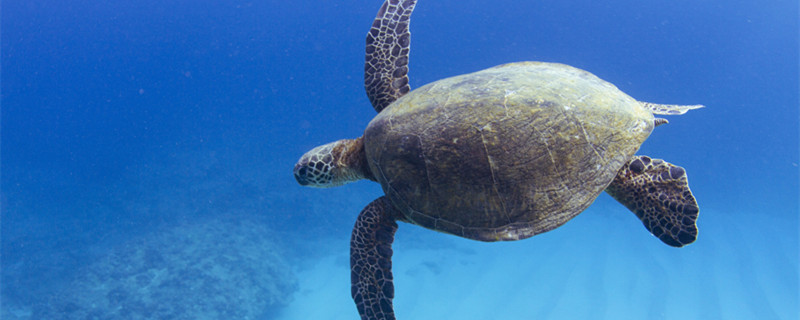 海龟是什么动物 海龟是啥动物