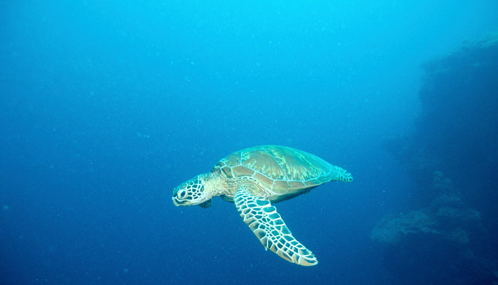 海龟是什么动物 海龟是啥动物