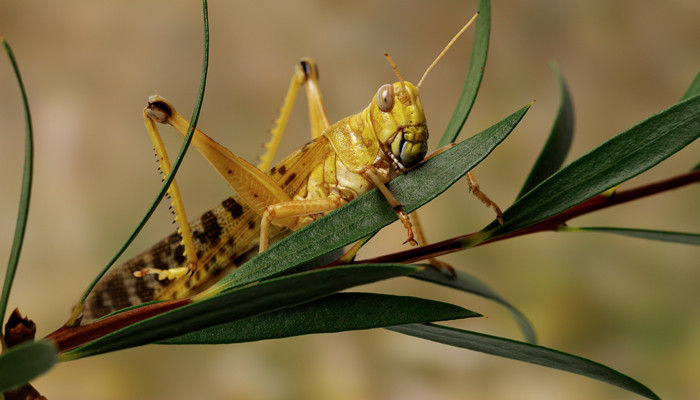 昆虫之王是谁 谁是昆虫之王