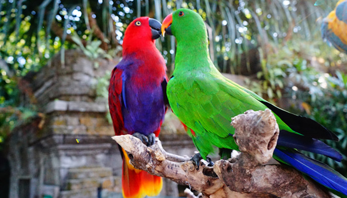 鹦鹉的特点 鹦鹉的特点是什么