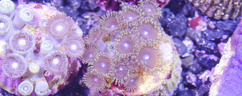 石鳖是什么动物 石鳖是什么动物类群