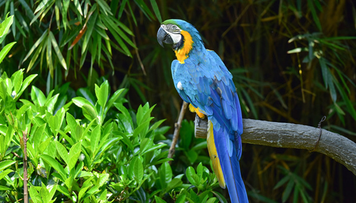 鹦鹉的特点 鹦鹉的特点是什么