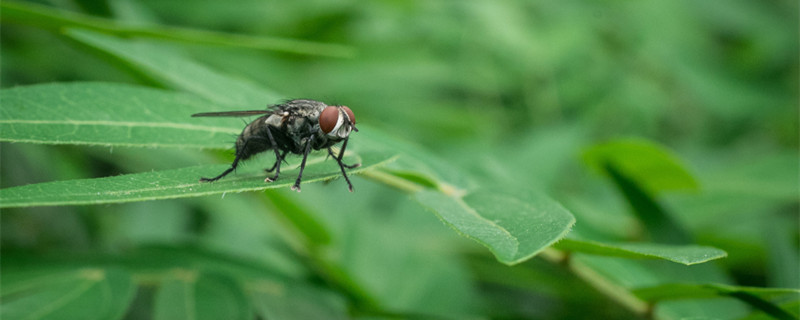 果蝇的天敌 果蝇的天敌是谁