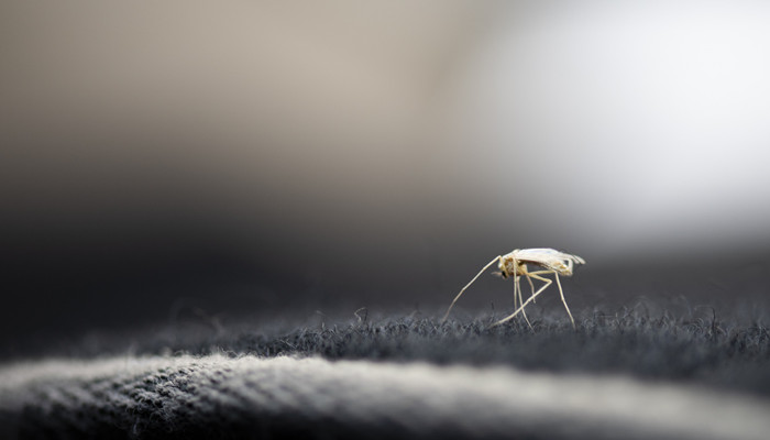 果蝇的天敌 果蝇的天敌是谁